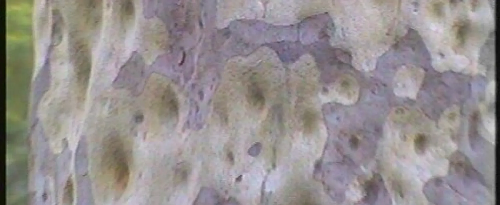 Bodalla Forest Park Campground