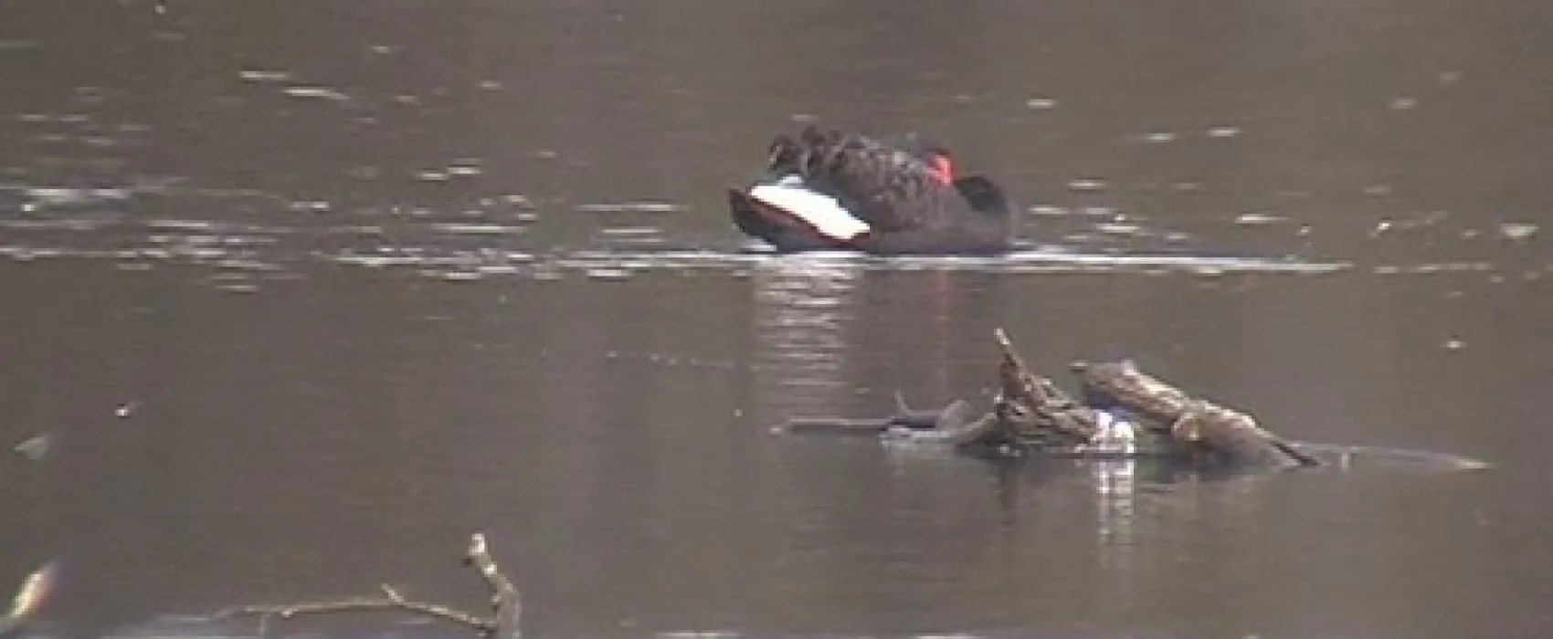 Bodalla Forest Park Campground