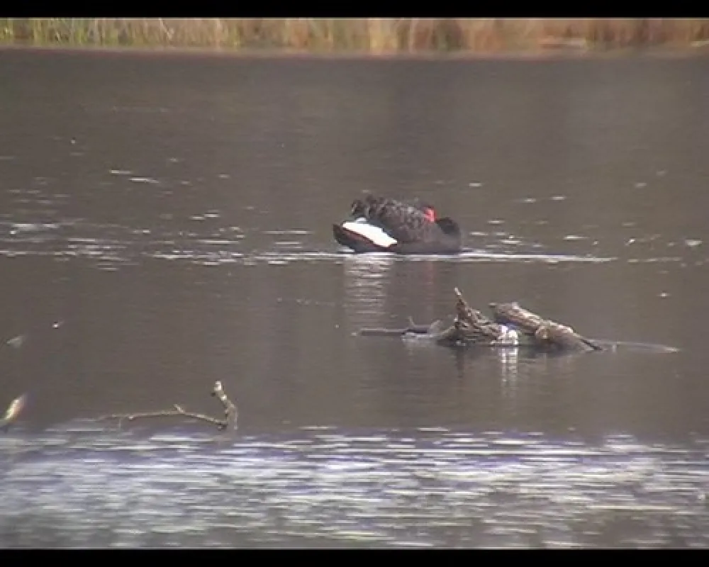Bodalla Forest Park Campground