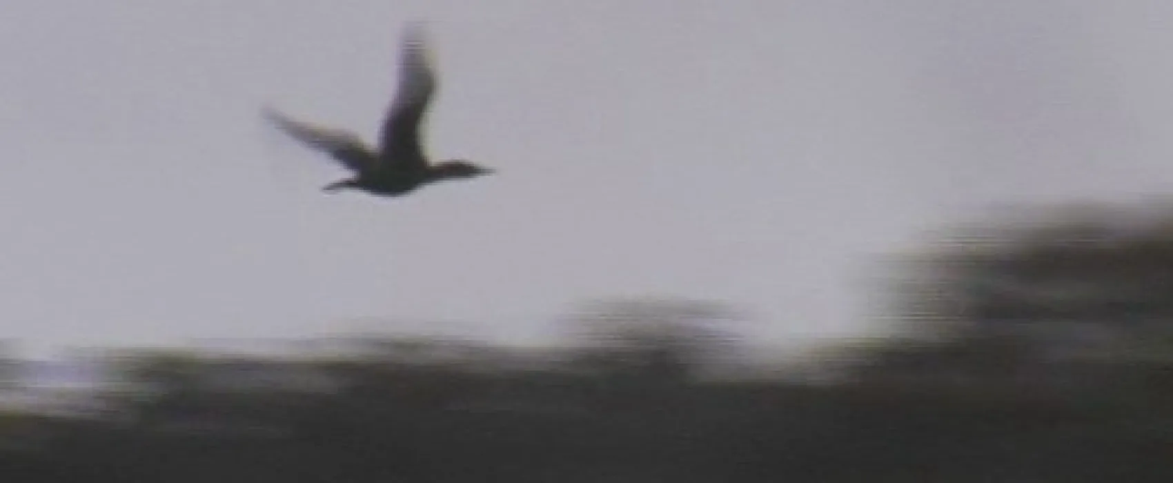 Bodalla Forest Park Campground