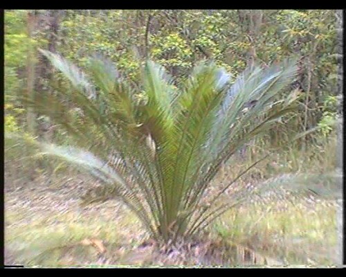 Bodalla Forest Park Campground photo 5