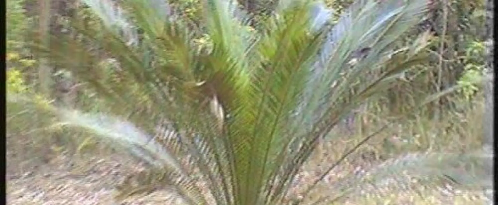 Bodalla Forest Park Campground