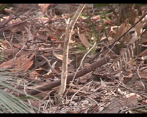 Bodalla Forest Park Campground photo 2