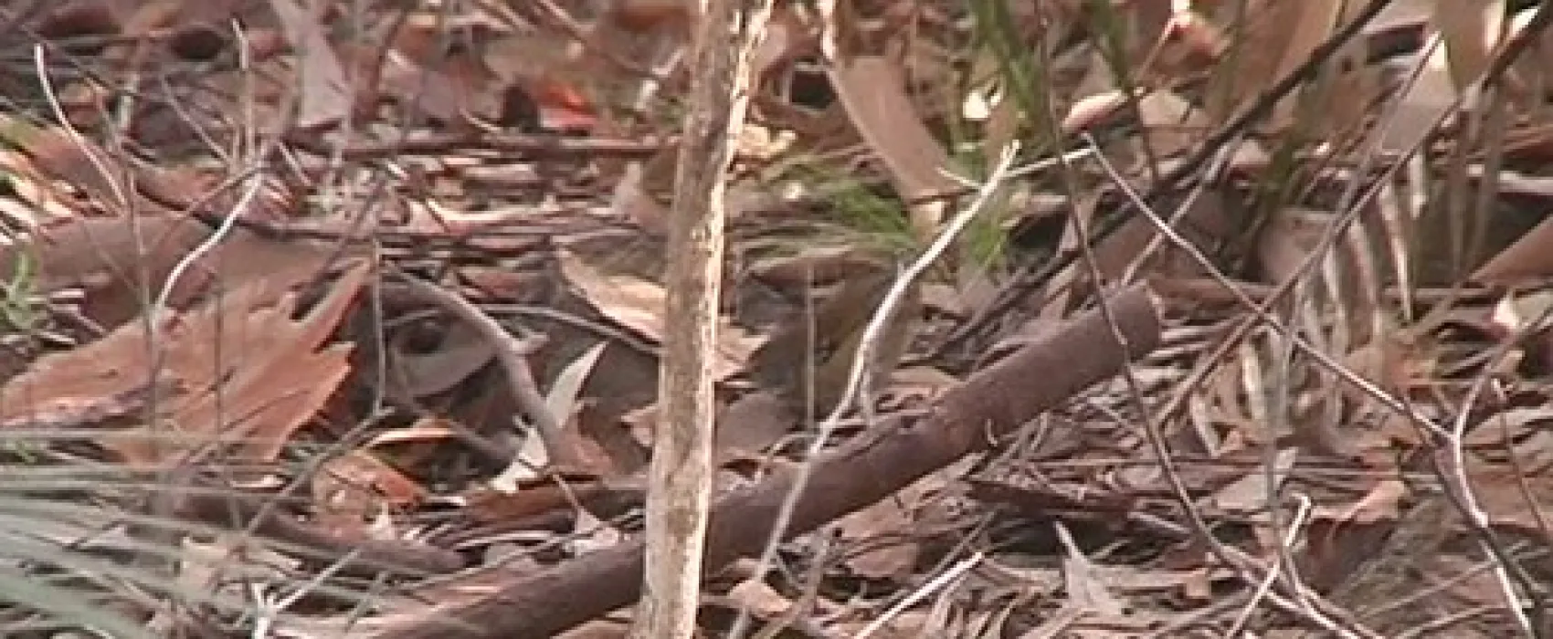 Bodalla Forest Park Campground
