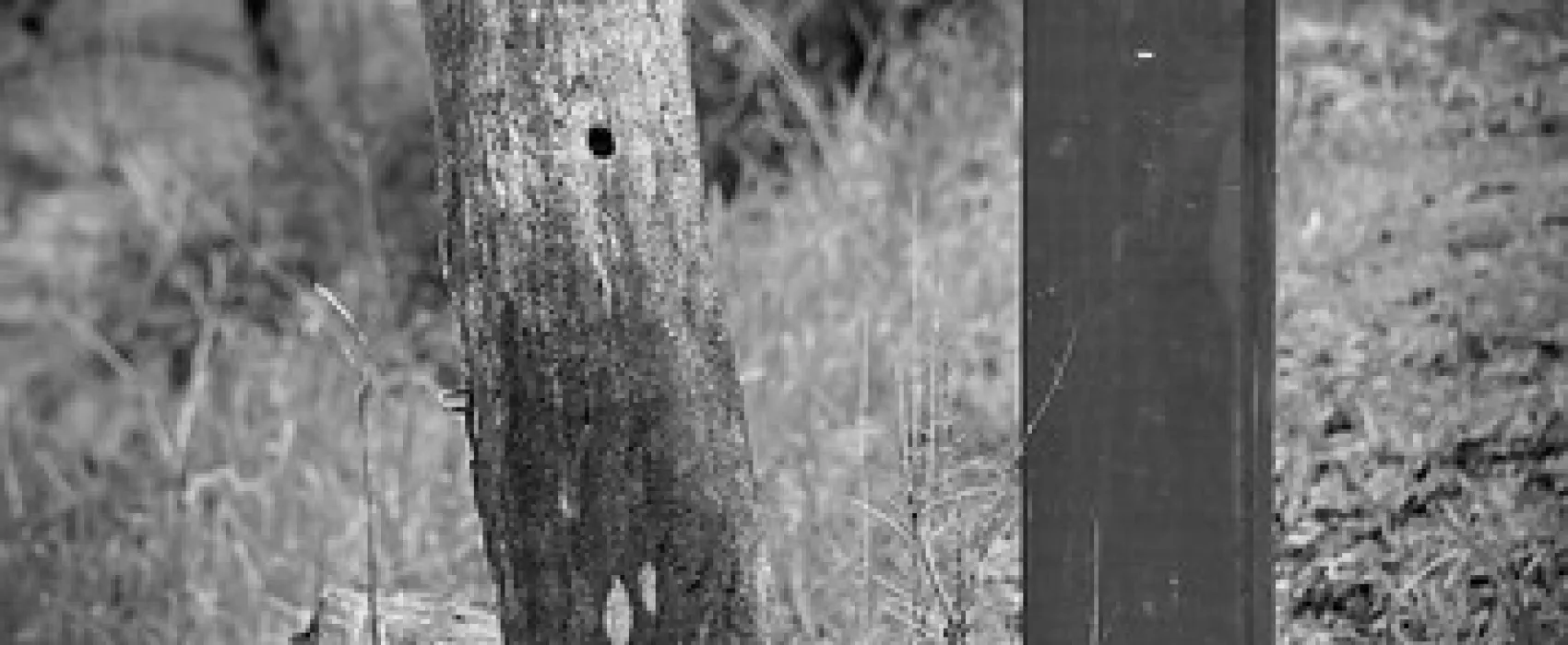 Doctors Creek Reserve Campground