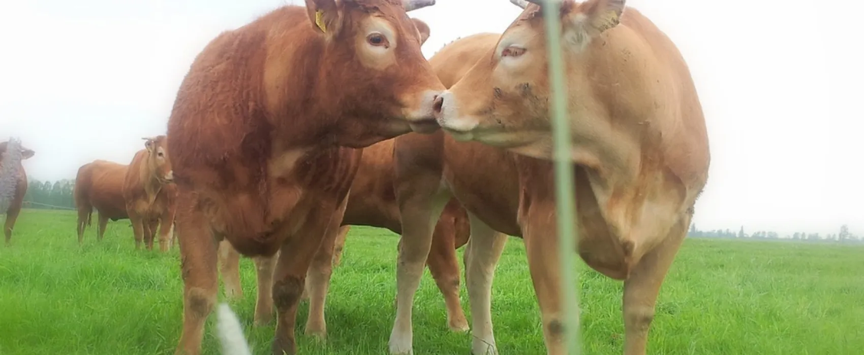 SVR camping De Victorie