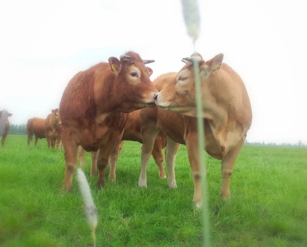 SVR camping De Victorie