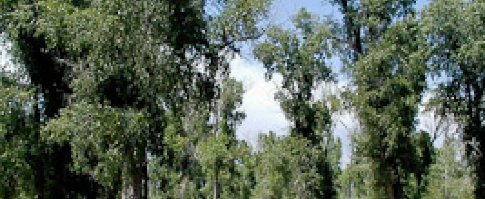 Pagosa Riverside Campground