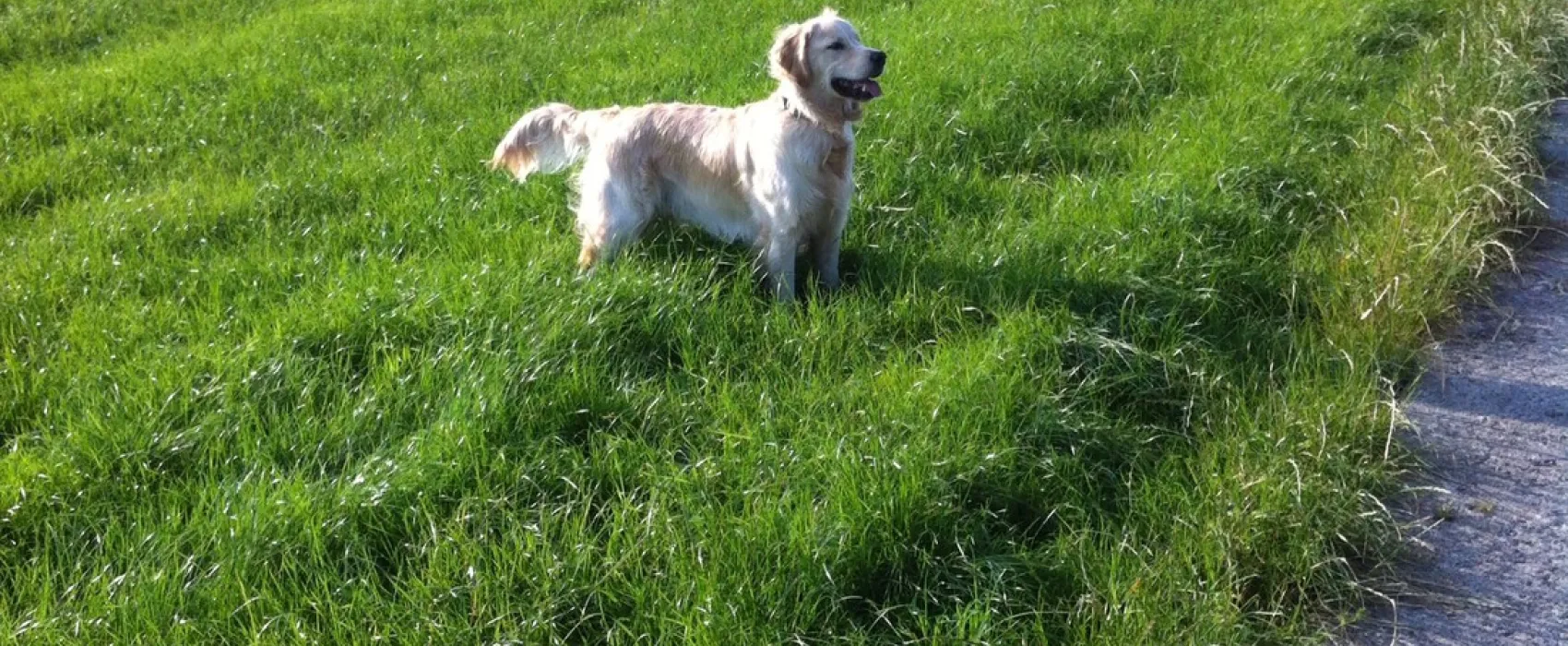 Boerencamping Poelzicht