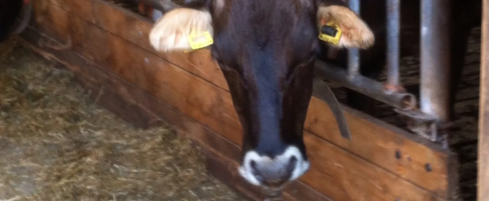 Boerencamping Poelzicht