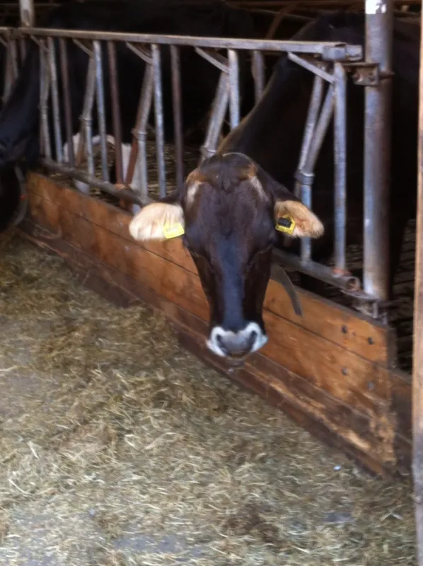 Boerencamping Poelzicht