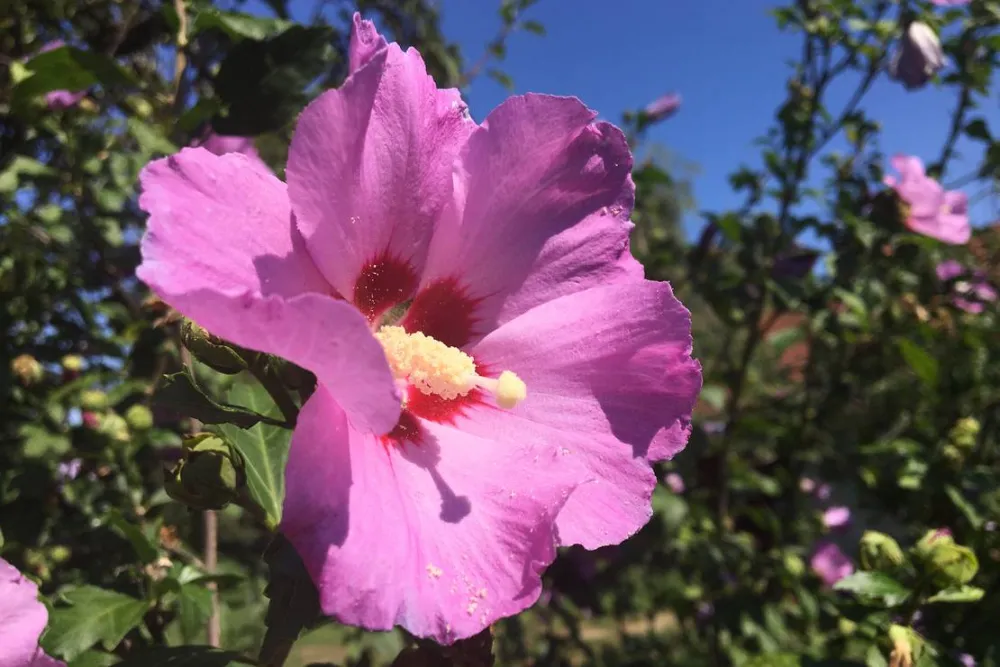 MARGARÉTA-BIA GUEST HOUSE & CAMPING NEAR BUDAPEST