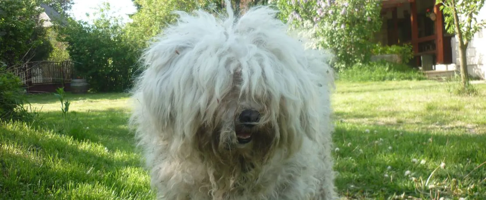 MARGARÉTA-BIA GUEST HOUSE & CAMPING NEAR BUDAPEST