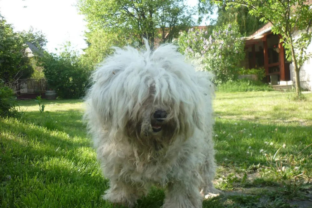 MARGARÉTA-BIA GUEST HOUSE & CAMPING NEAR BUDAPEST