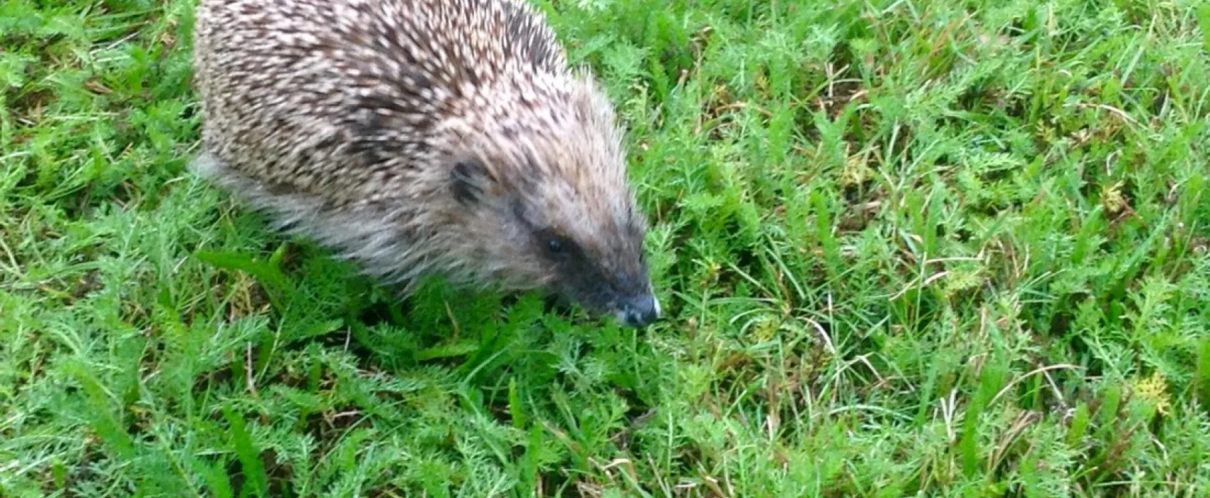 Minicamping Mountain Oak(+B&B)