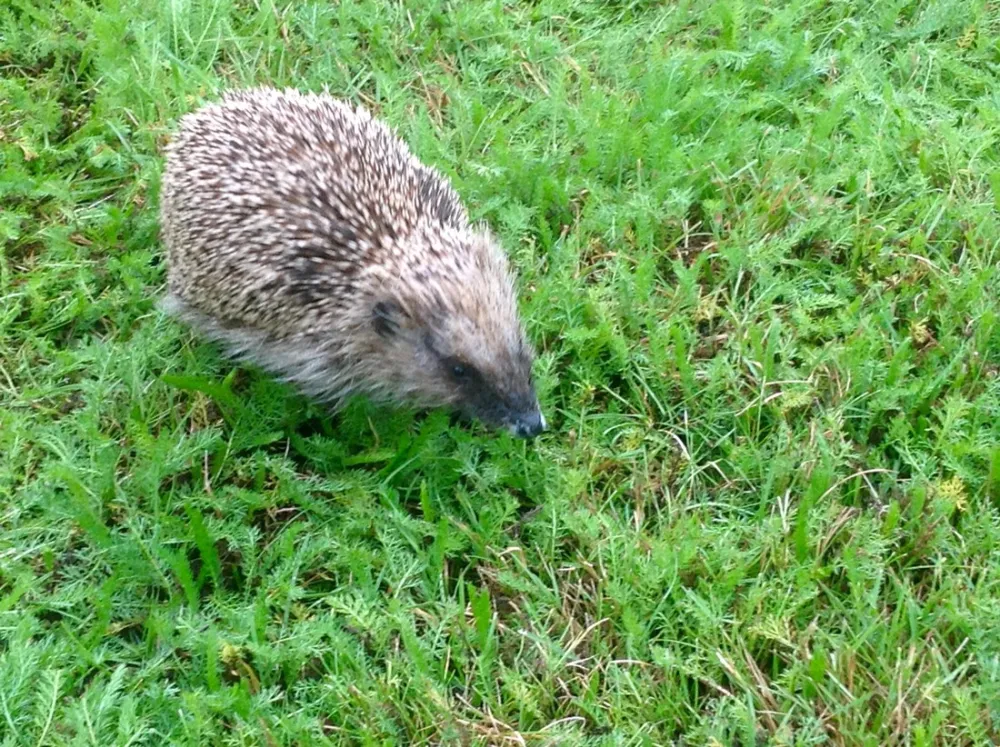 Minicamping Mountain Oak(+B&B)