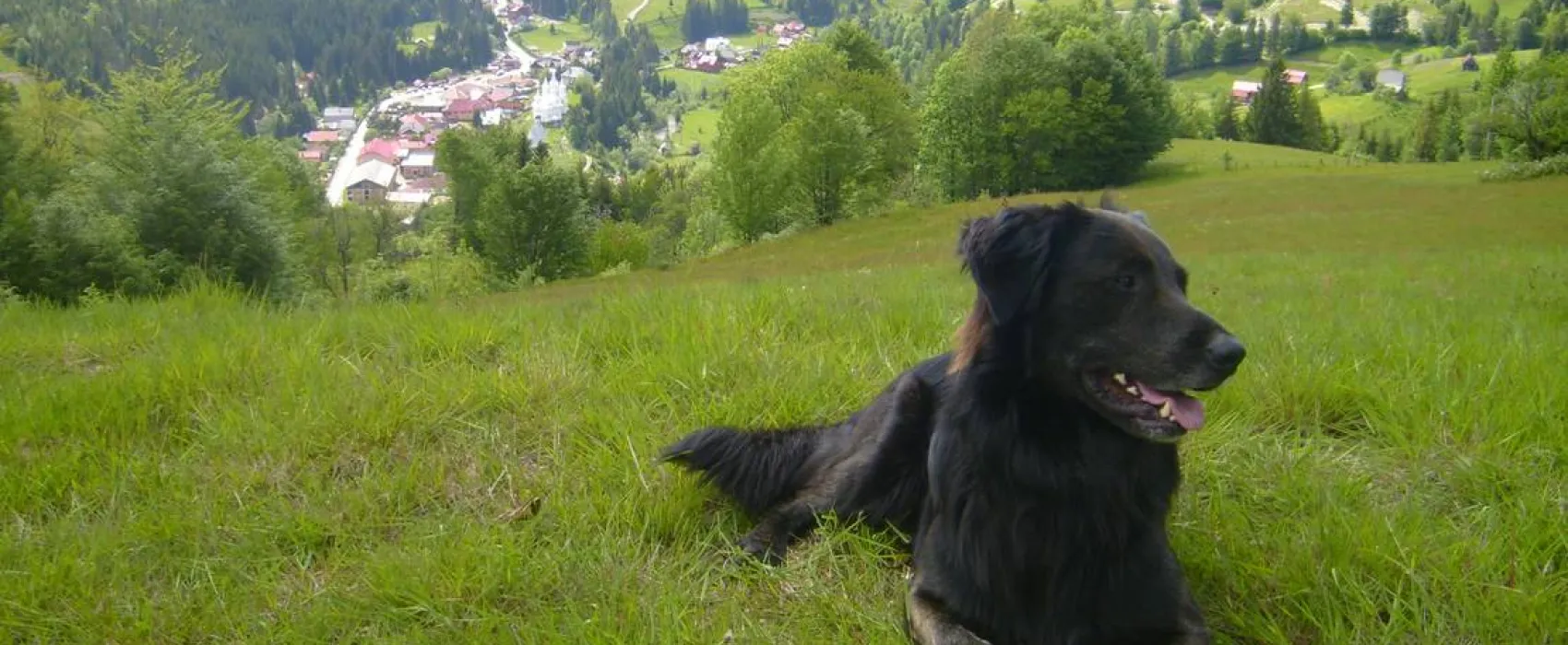 Im Westkarpaten-Naturpark, am Ariesch-Fluß.