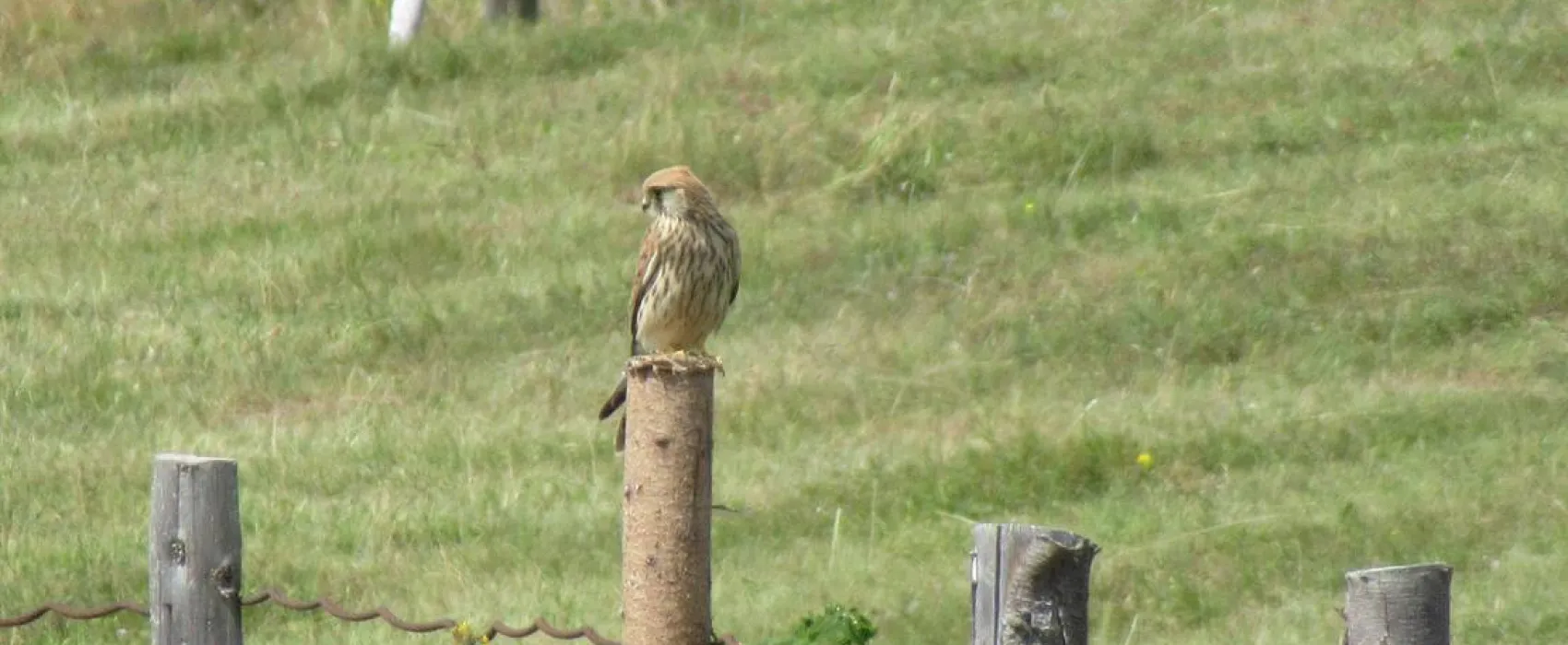 Im Westkarpaten-Naturpark, am Ariesch-Fluß.