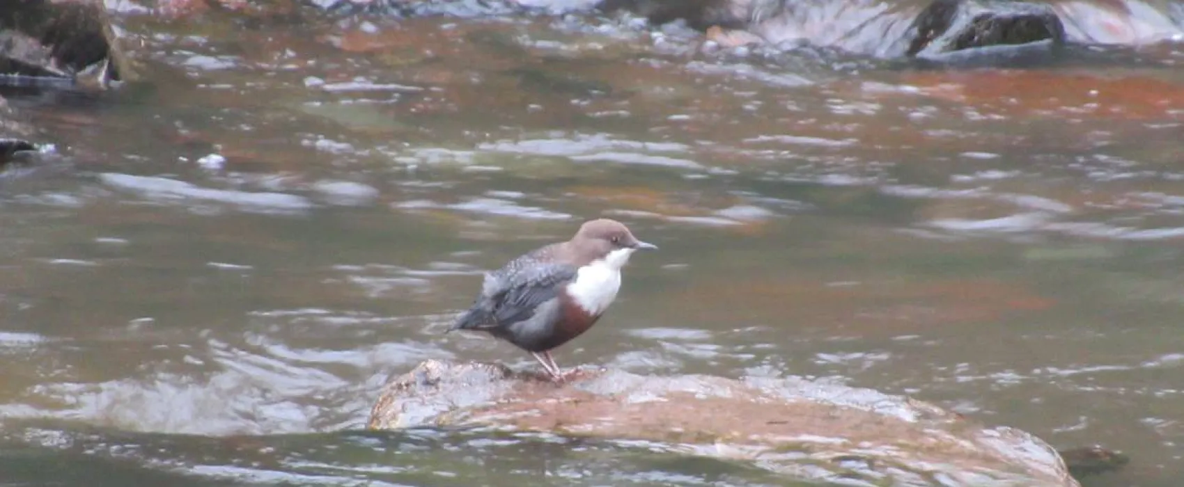 Im Westkarpaten-Naturpark, am Ariesch-Fluß.