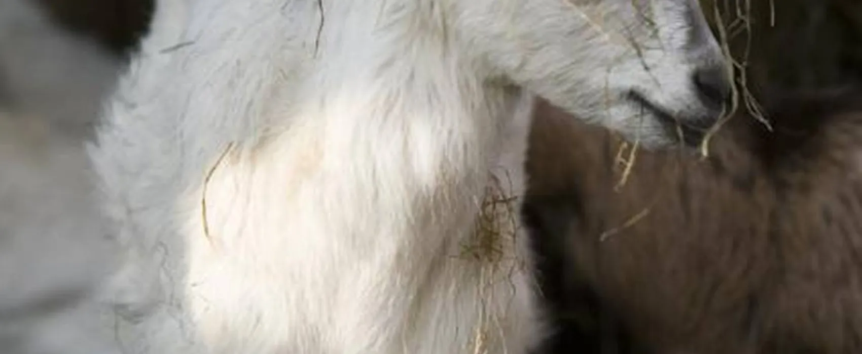 Natur-Camping Hammerbrücke