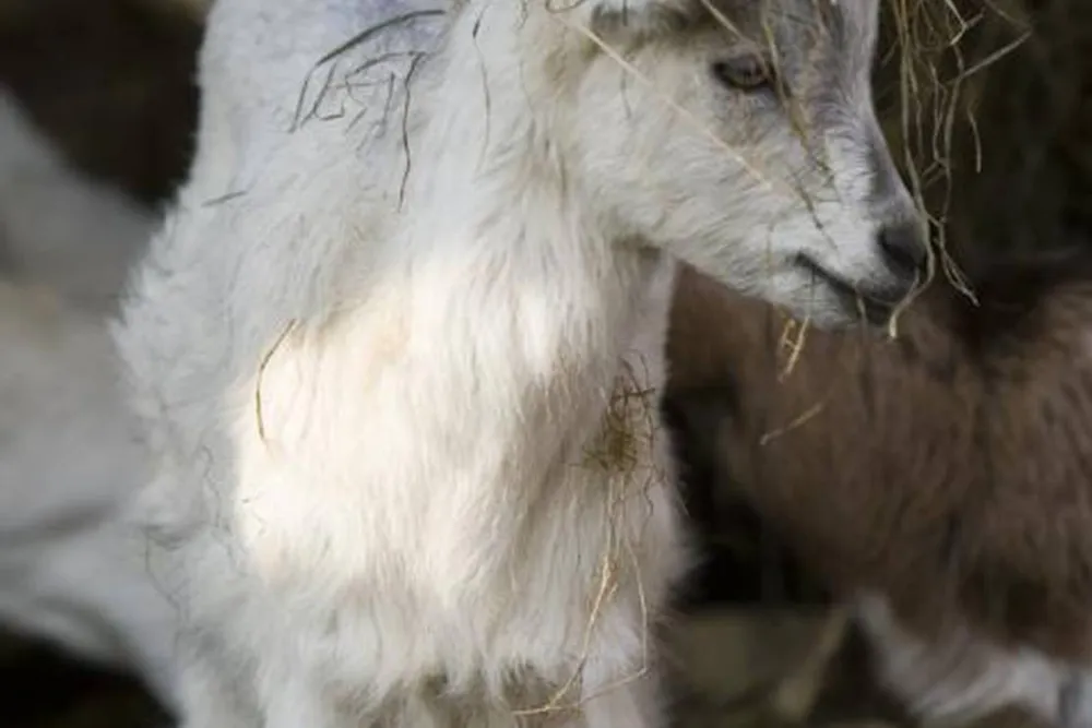 Natur-Camping Hammerbrücke