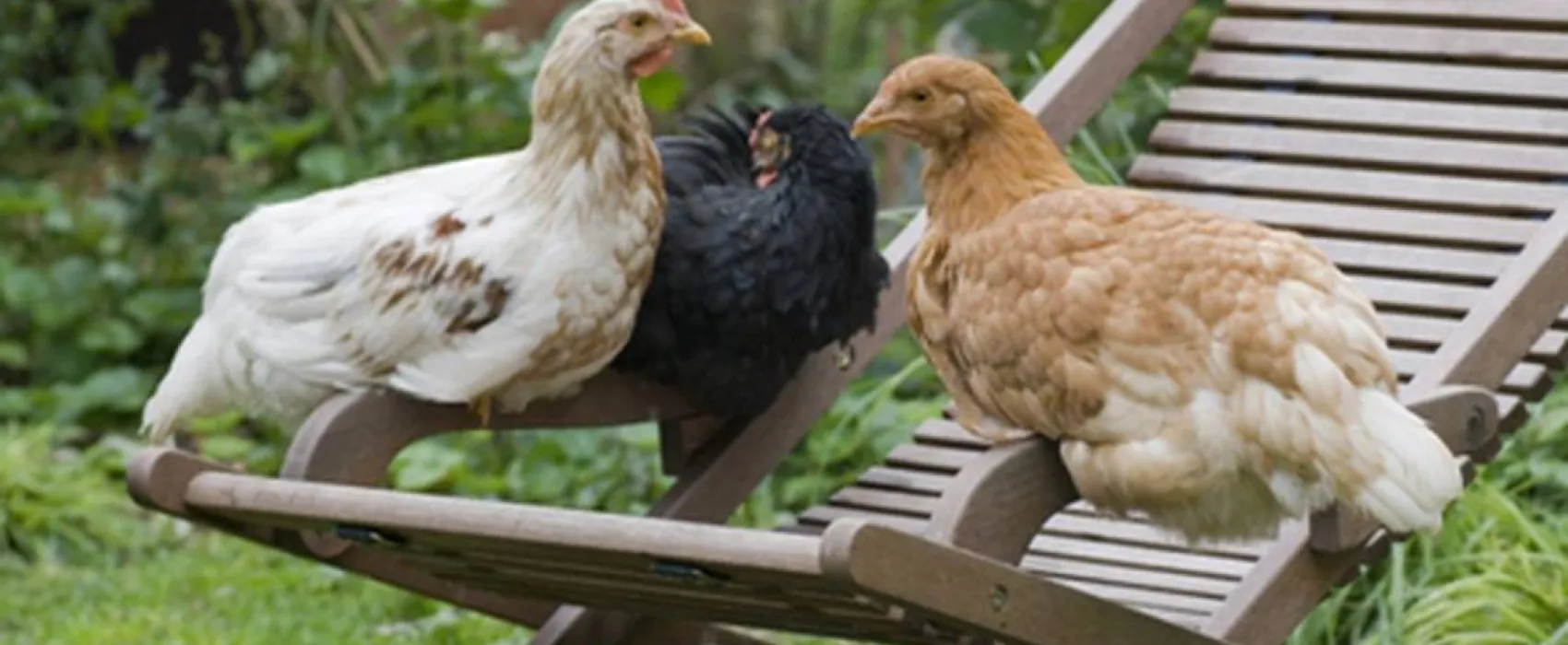 Natur-Camping Hammerbrücke
