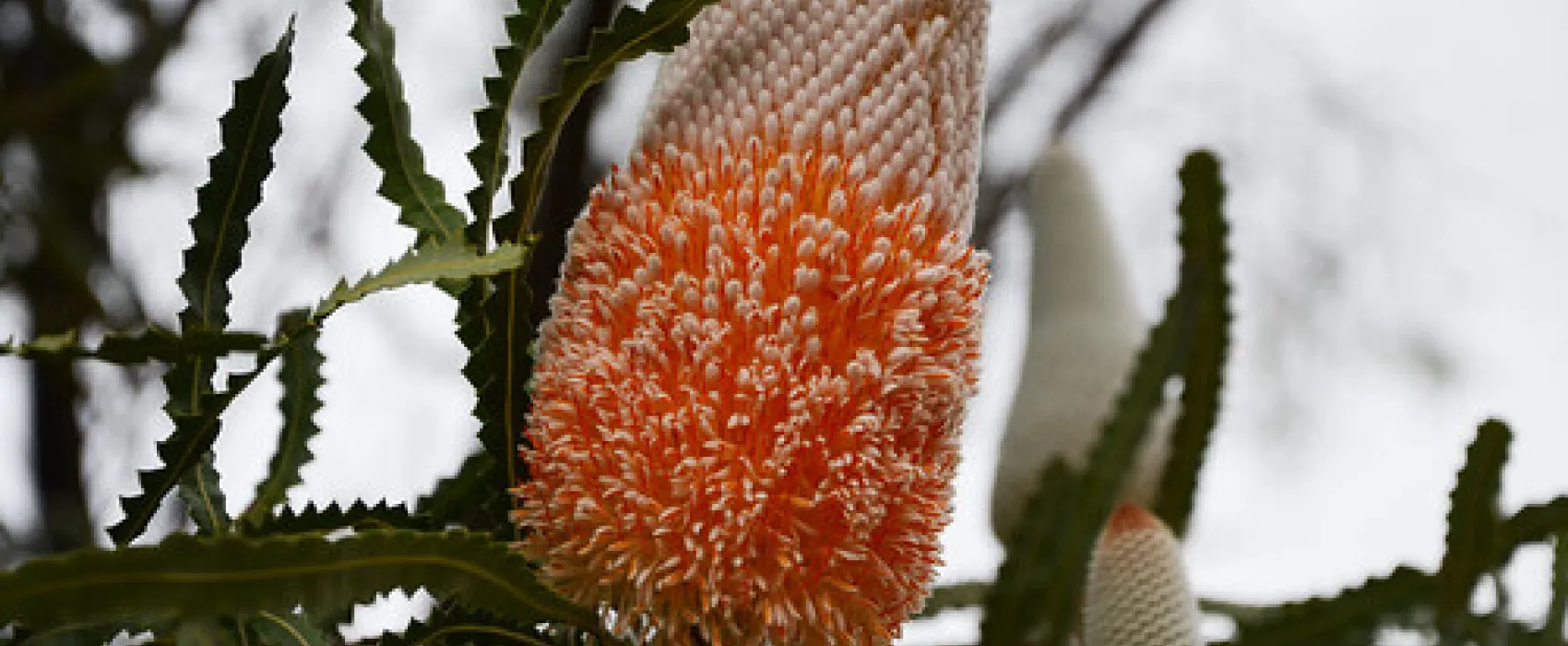 Naracoorte Caves Campsite Campground