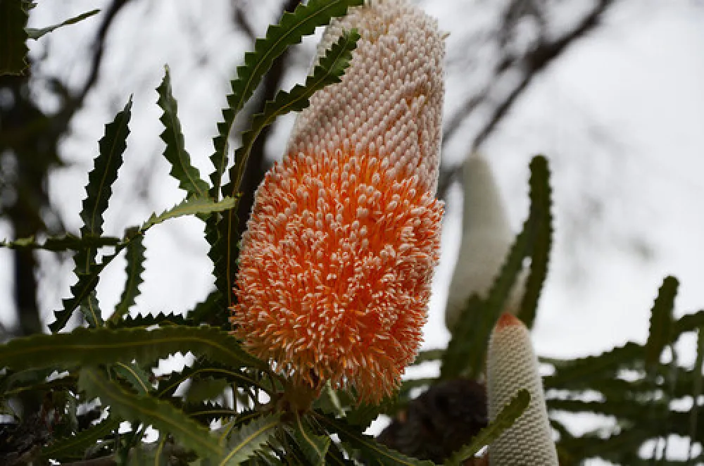 Naracoorte Caves Campsite Campground