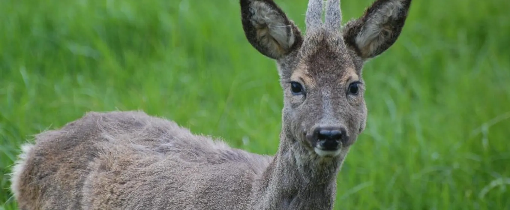 Minicamping De Wolboom