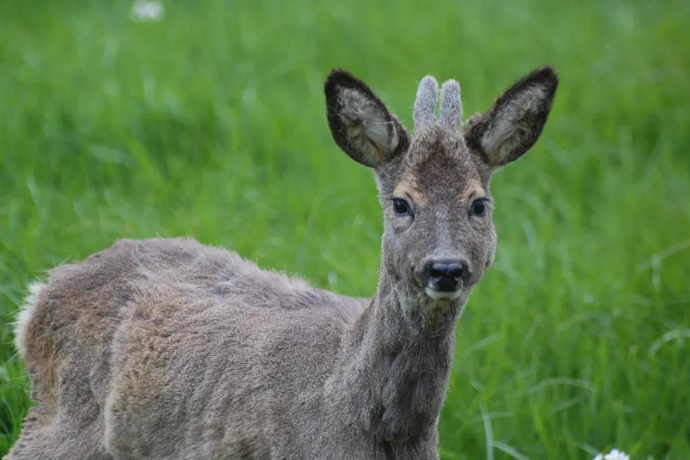 Minicamping De Wolboom