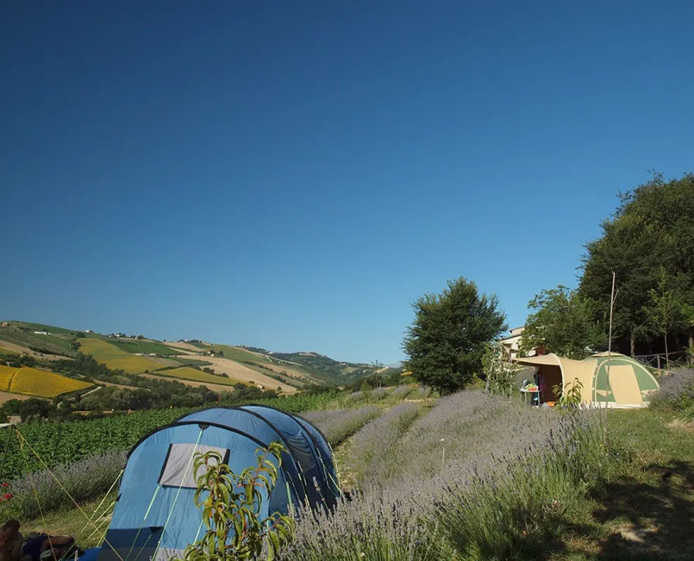 Agriturismo Lavanda Blu (+app+B&B)