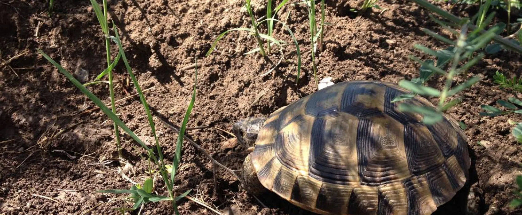 Camping Malul Marii Corbu Romania