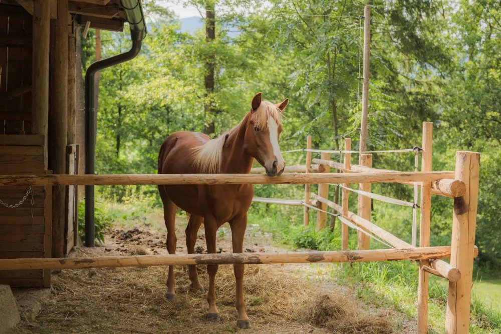 Forest Camping Mozirje
