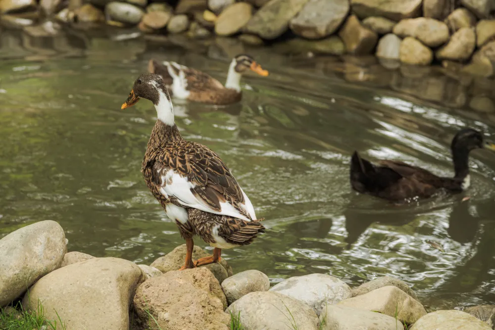 Forest Camping Mozirje