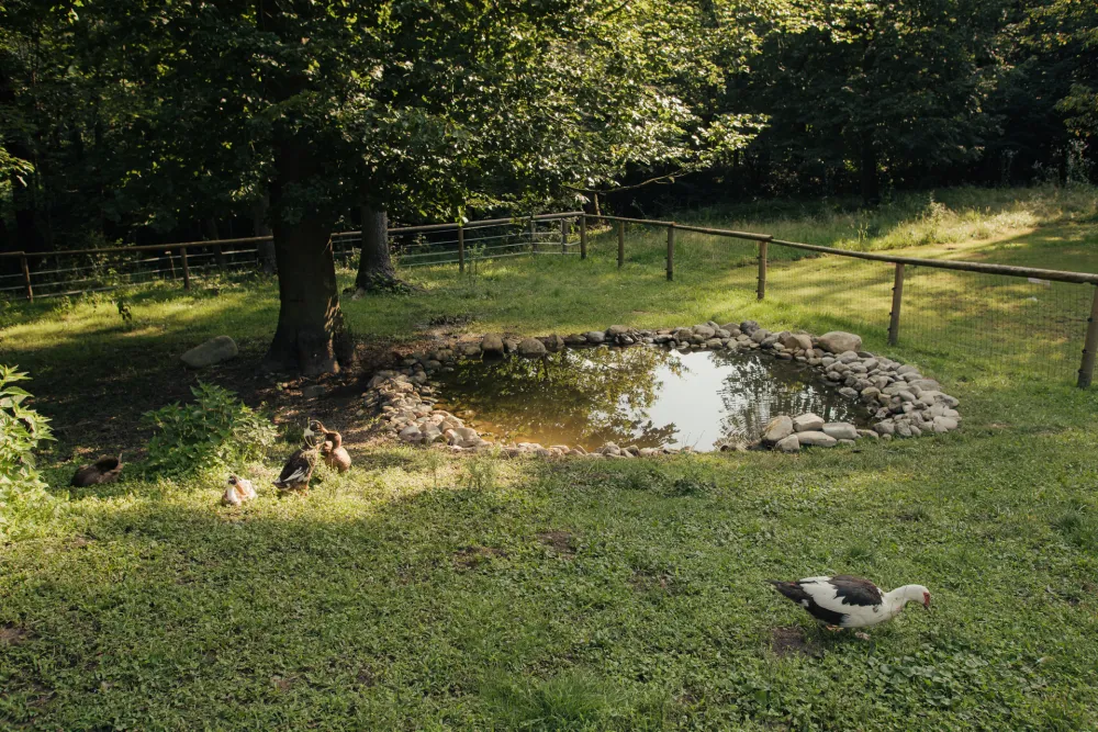 Forest Camping Mozirje