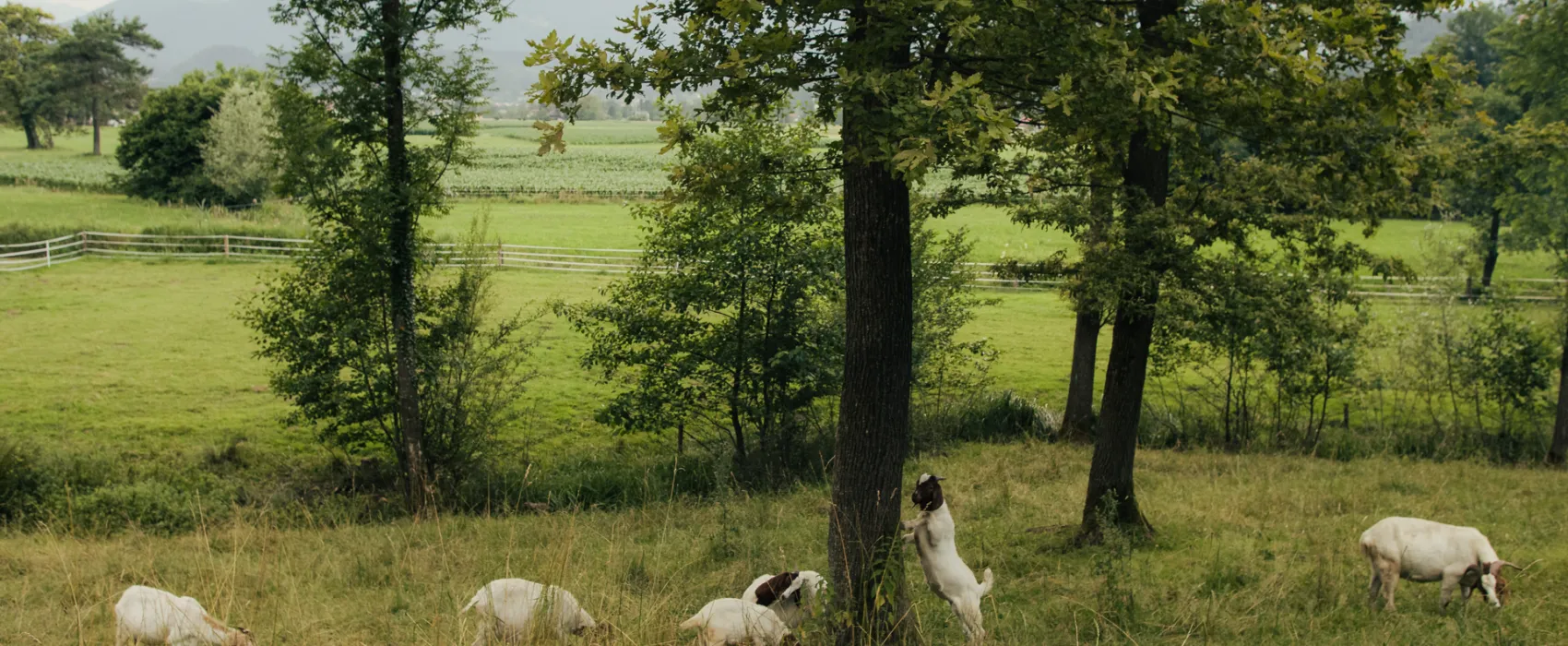 Forest Camping Mozirje