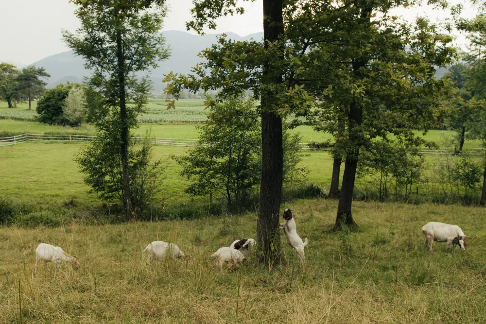 Forest Camping Mozirje