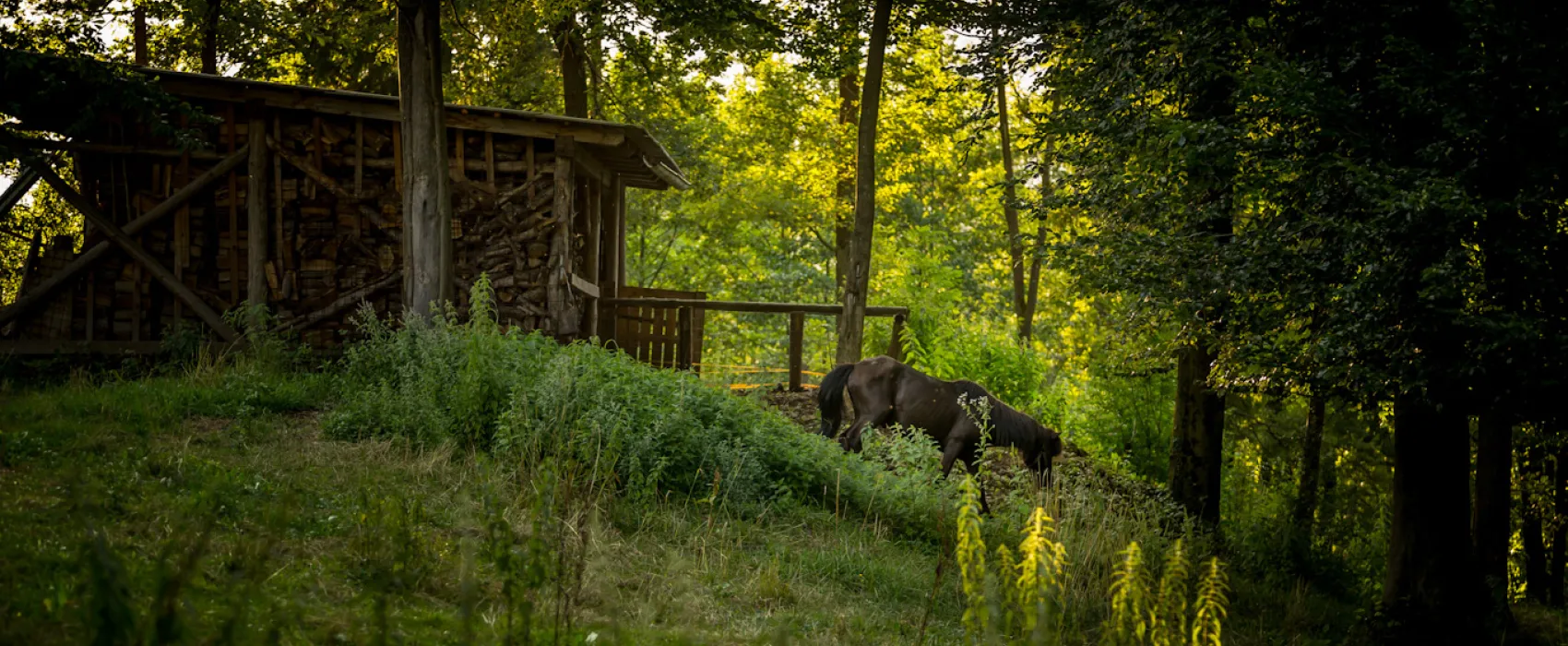 Forest Camping Mozirje