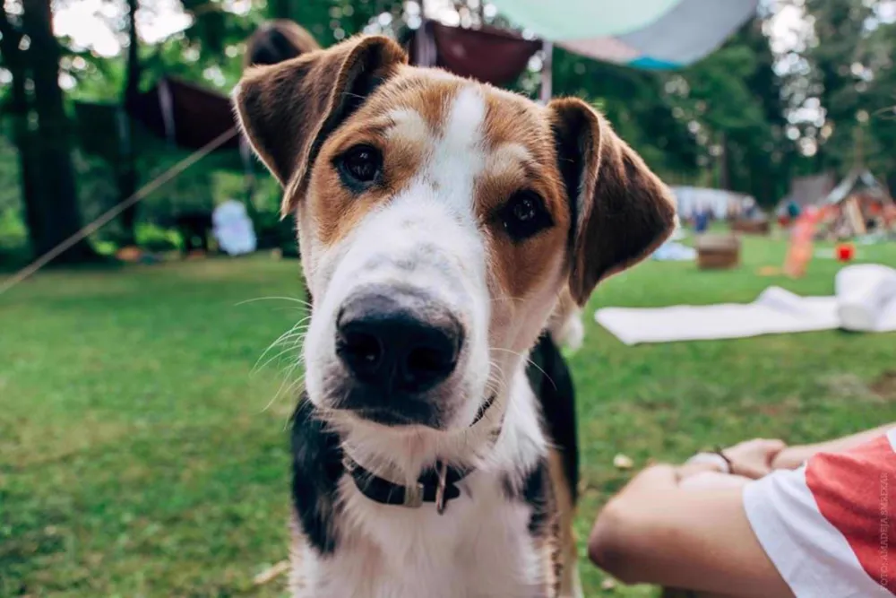 Forest Camping Mozirje