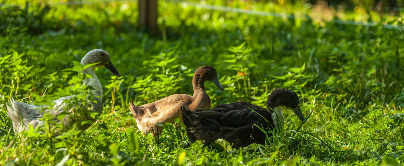 Forest Camping Mozirje