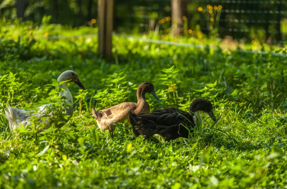 Forest Camping Mozirje