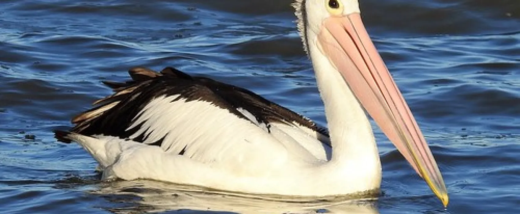 Lake Cargelligo Campground