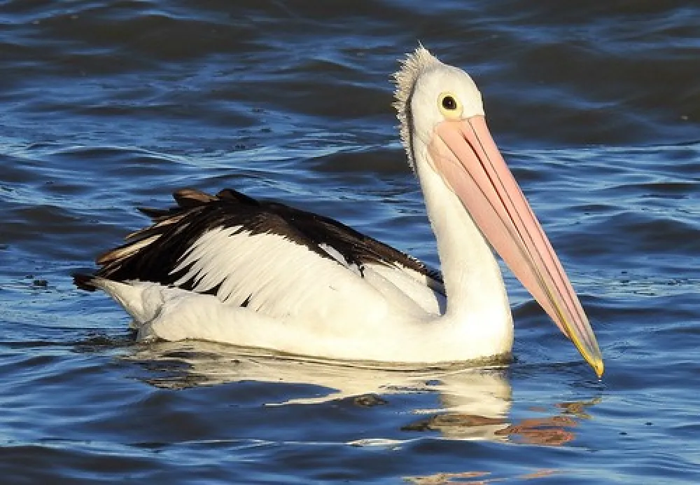 Lake Cargelligo Campground