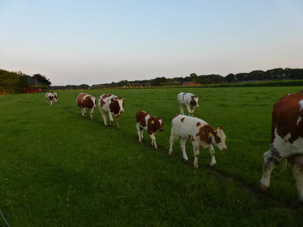 Minicamping Familie Groes