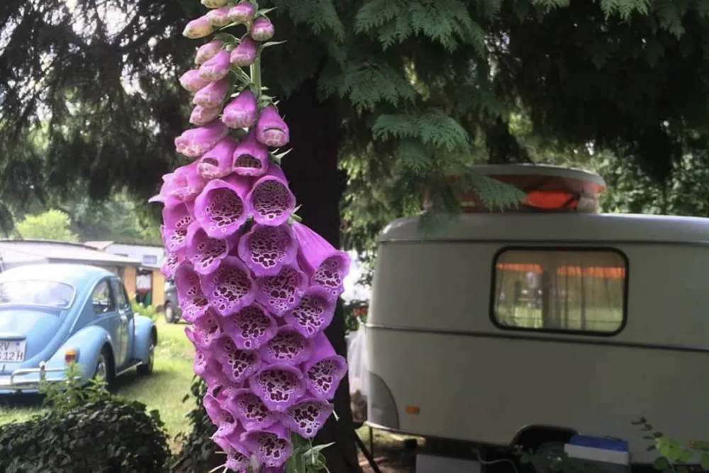 Campingplatz Gräßelmühle