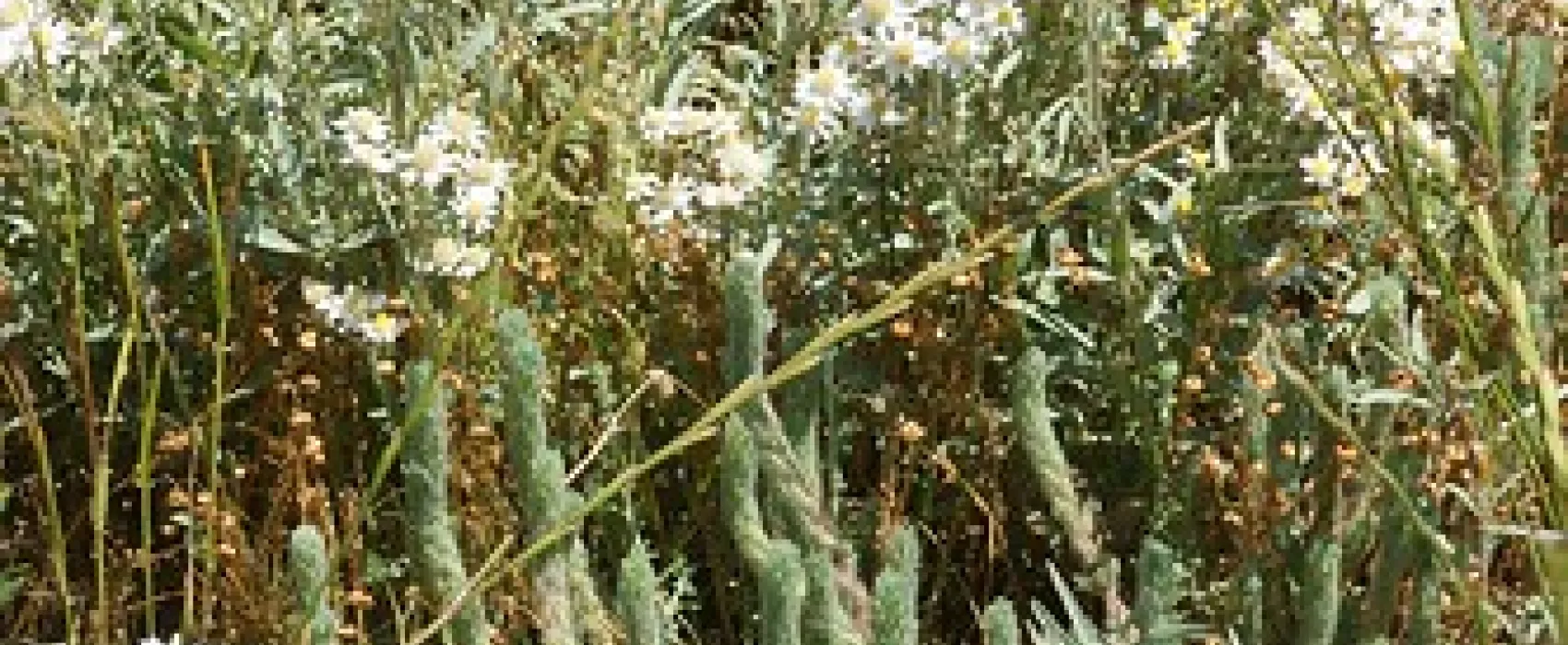 Yang Yang Campground