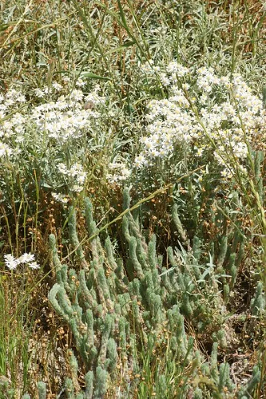 Yang Yang Campground