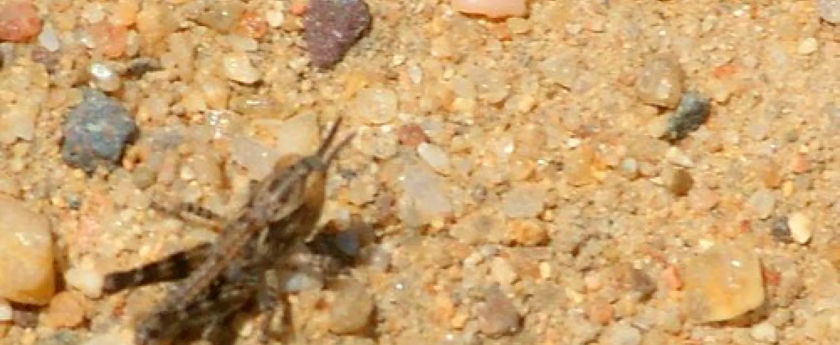 Yang Yang Campground