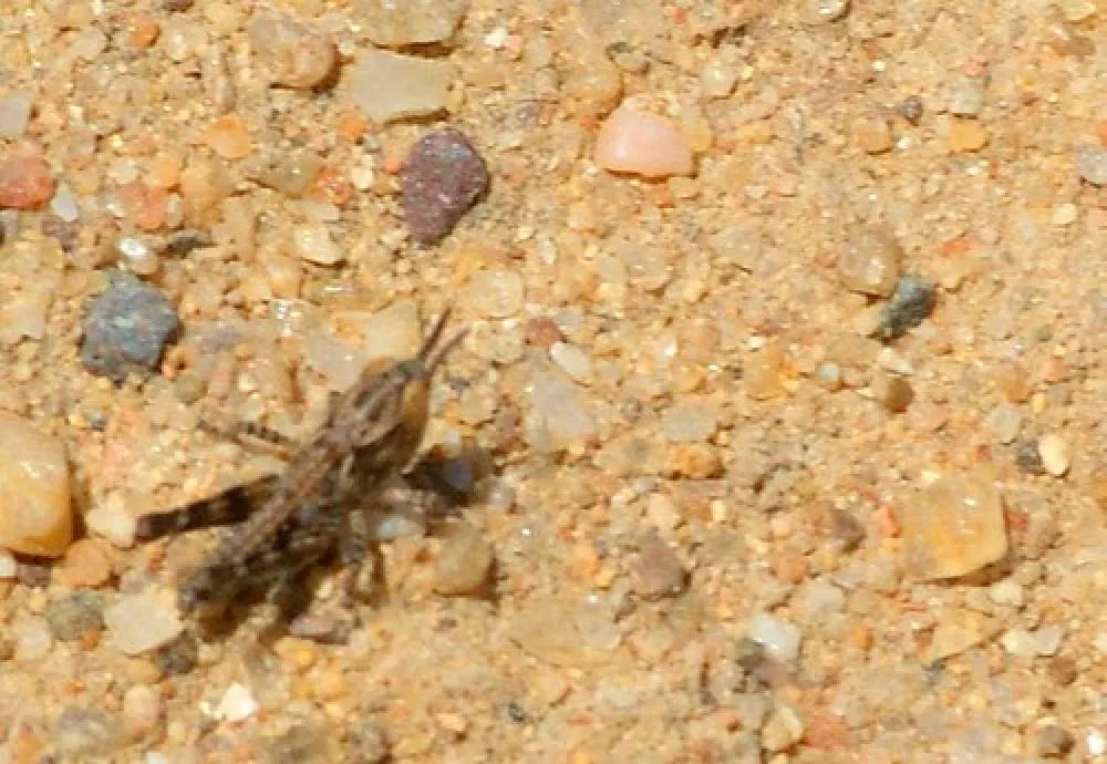 Yang Yang Campground