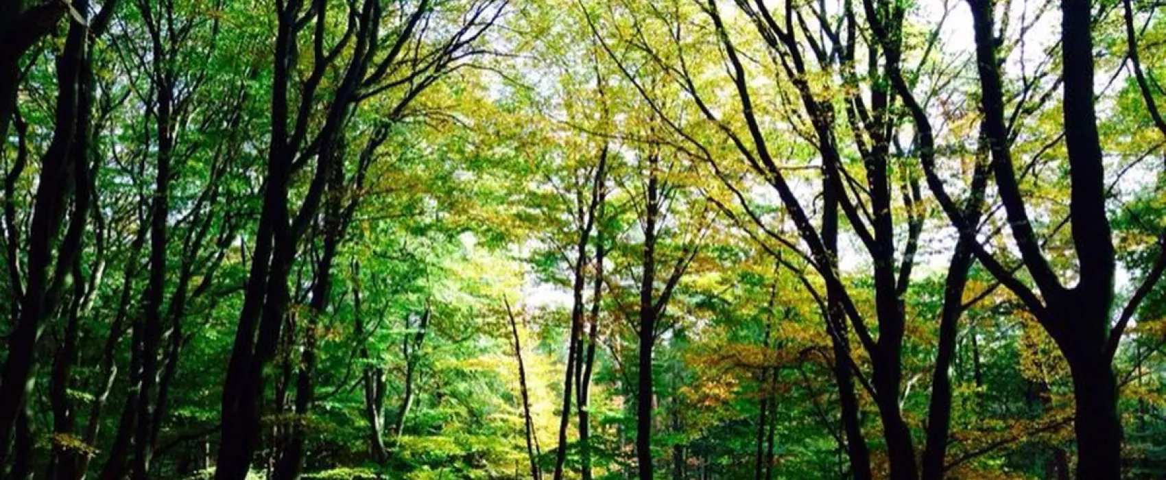 Park Het Speulderbos